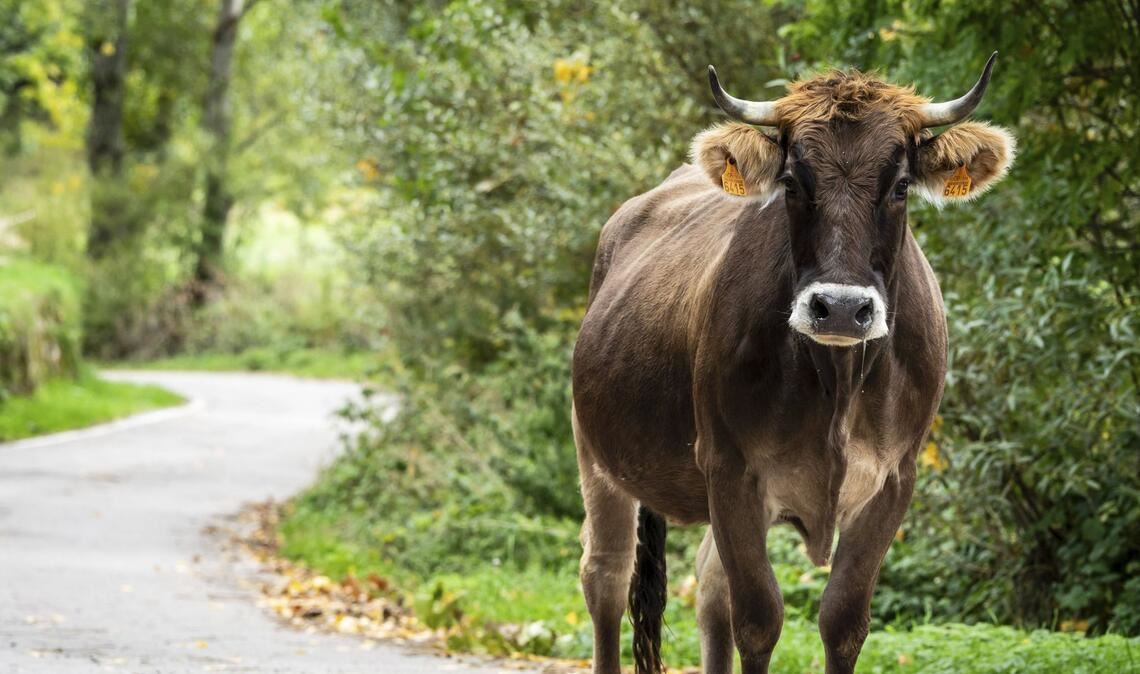 Eine Kuh hat in Tübingen für mehrere Straßensperrungen gesorgt (Symbolbild).