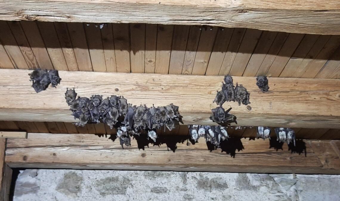 Eine Mausohr-Kolonie in Maulbronn. Hier haben die Tiere einen Unterschlupf, doch geeignete Lebensräume sind zunehmend rar. Foto: Maren Meissner, Naturpark Stromberg-Heuchelberg