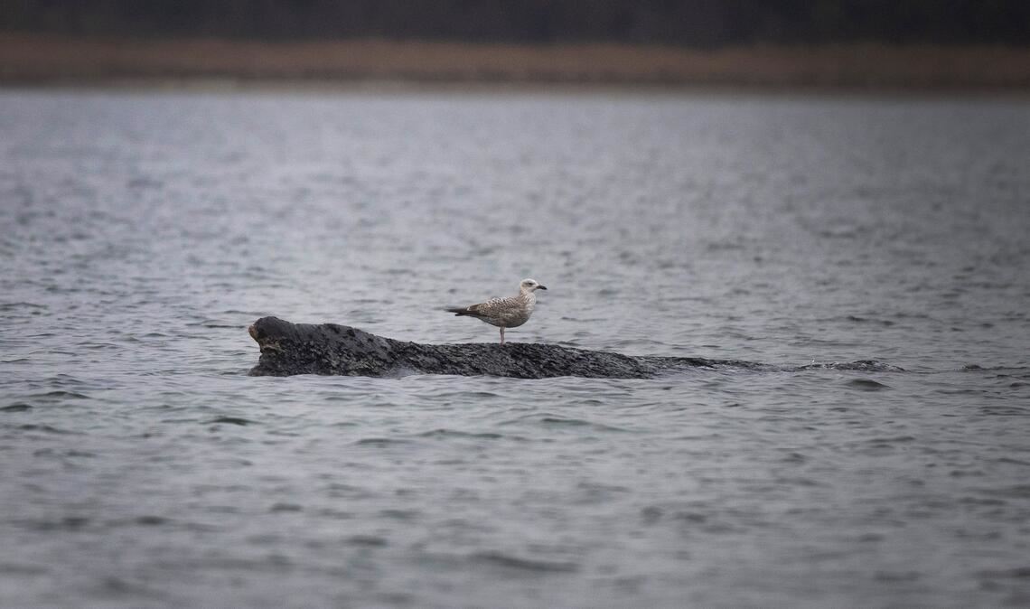Eine Möwe sitzt auf dem vor Wismar gestrandeten Wal