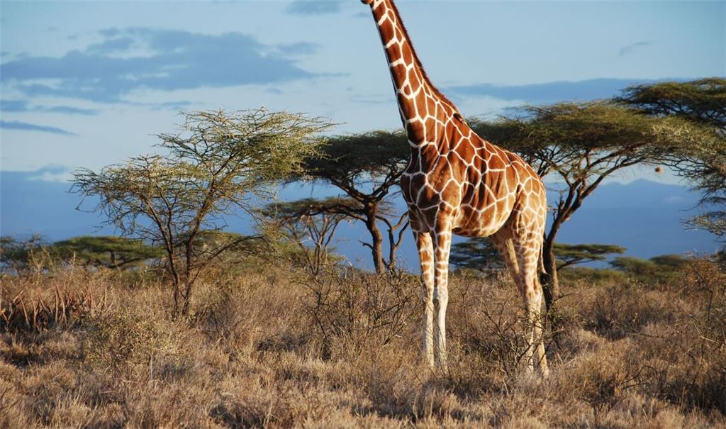 Eine Netz-Giraffe im Samburu National Park, Kenia.
