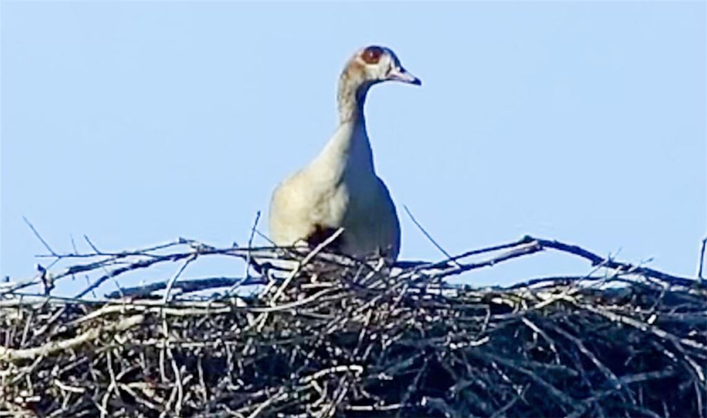 Eine Nilgans betätigt sich zwischendurch als Wohnungsbesetzerin. Screenshot: Becker