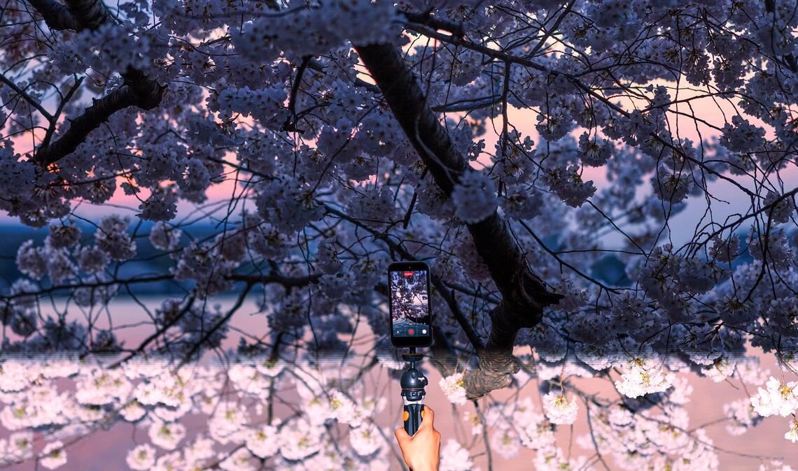 Eine Person fotografiert die blühenden Kirschbäume am Tidal Basin mit dem Handy.