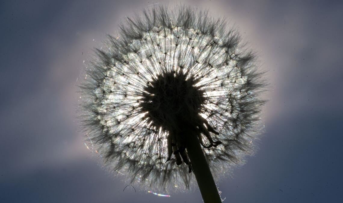 Eine Pusteblume leuchtet in der Sonne.