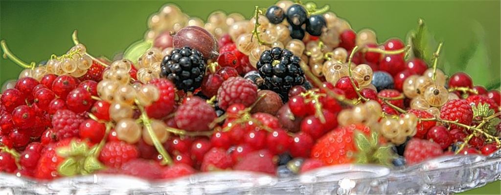 Von der Stachelbeere bis zur Paprika