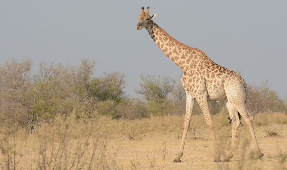 Eine Süd-Giraffe