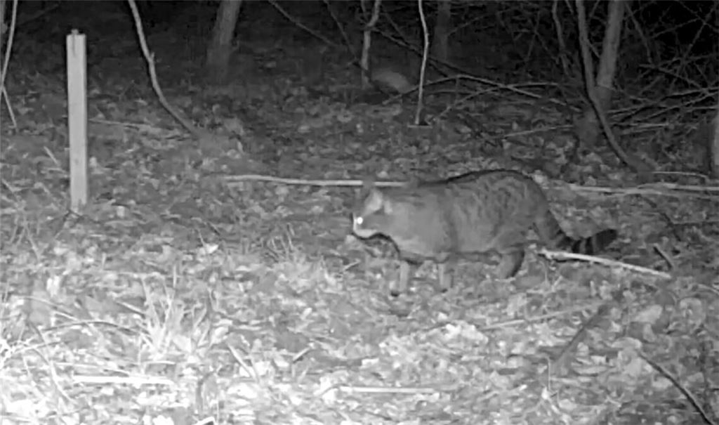Eine Wildkatze streift im Wald bei Maulbronn um den Lockstock. Screenshot: www.naturpark-sh.de