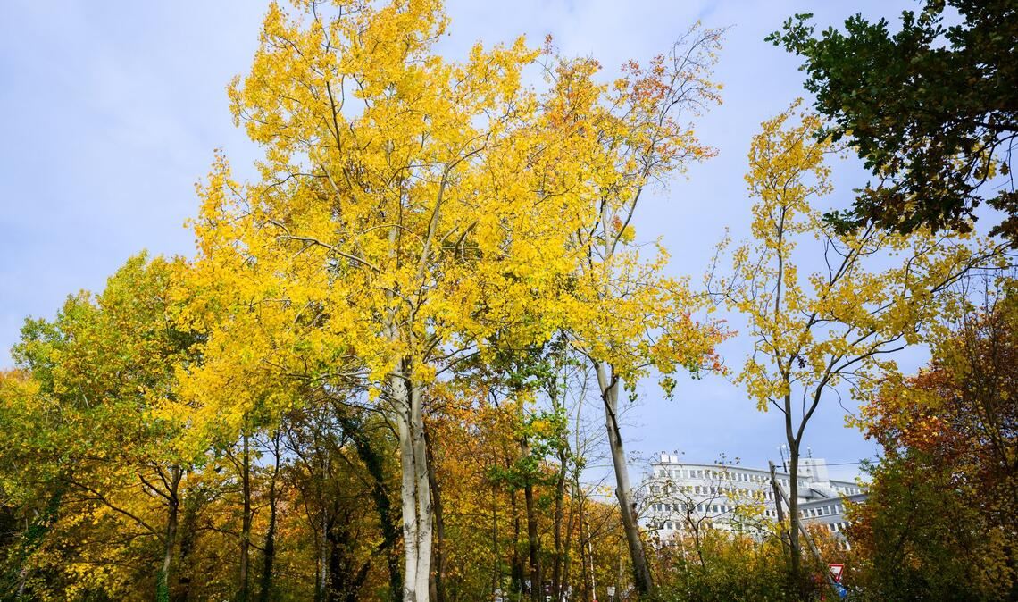 Eine Zitterpappel (Populus tremula) - auch Espe oder Aspe genannt - steht an einem Parkplatz. Die Zitterpappel ist Baum des Jahres 2026.