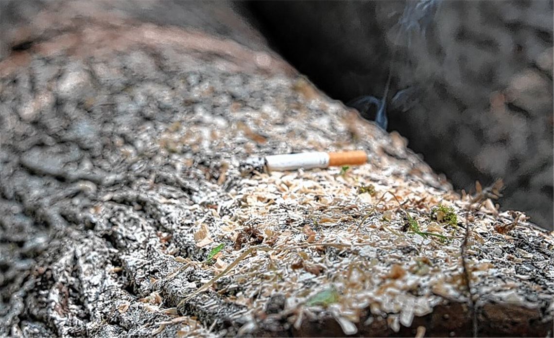 Eine achtlos weggeworfene Zigarette – hier eine gestellte Aufnahme – kann schnell großen Schaden anrichten. Deshalb ist in der Sommerzeit das Rauchen im Wald verboten.