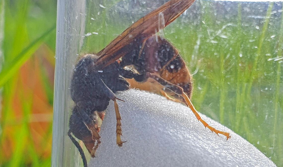 Eine asiatische Hornisse, die in der Falle sitzt. Sie ist wesentlich dunkler und ein bisschen kleiner als die heimische Art. Fotos: privat