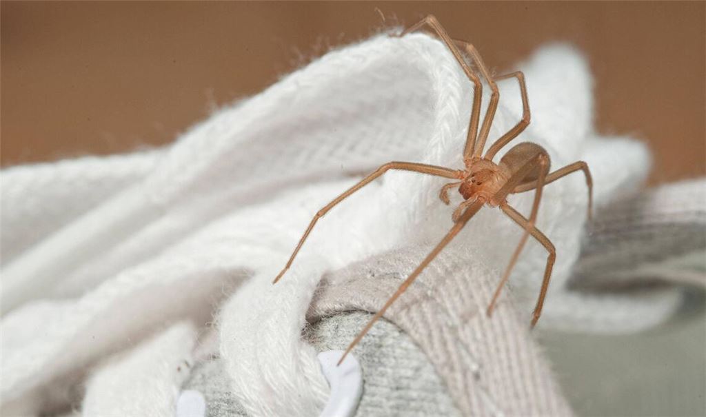 Eine chilenische Einsiedlerspinnen krabbelt auf einem Schuh (Archivfoto).
