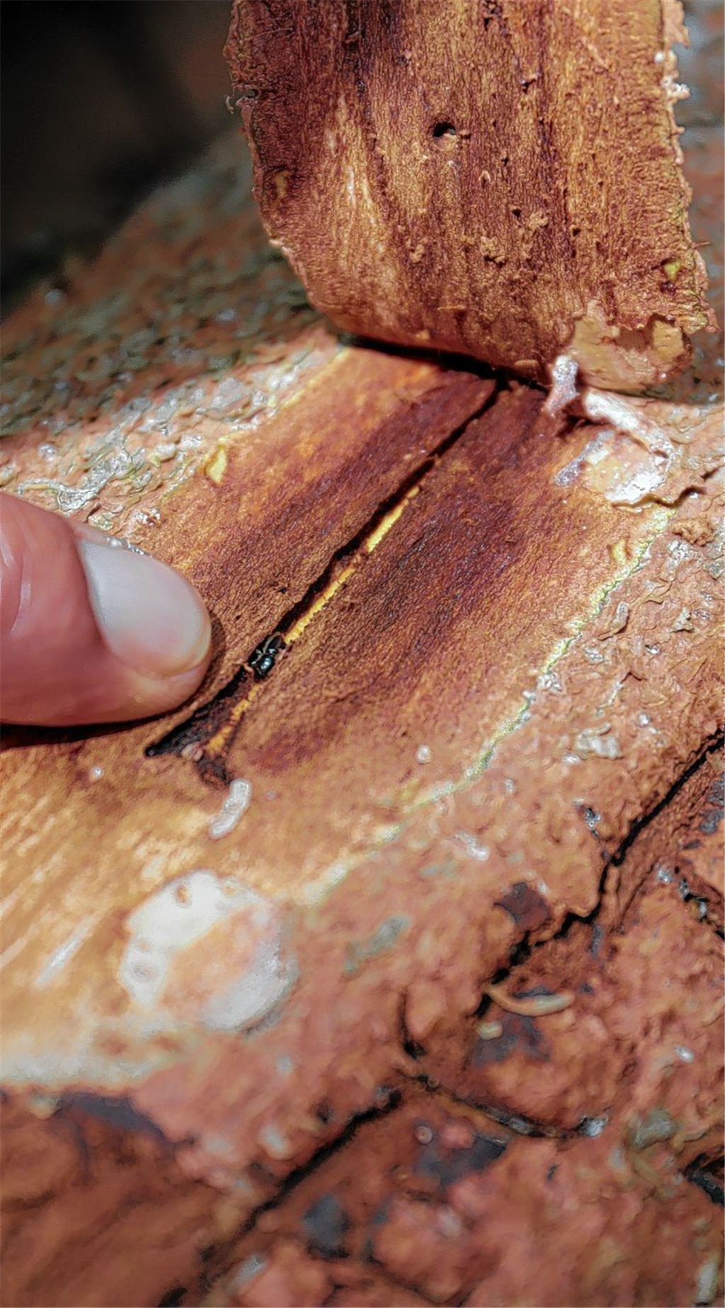 Borkenkäfer muss raus aus dem Wald