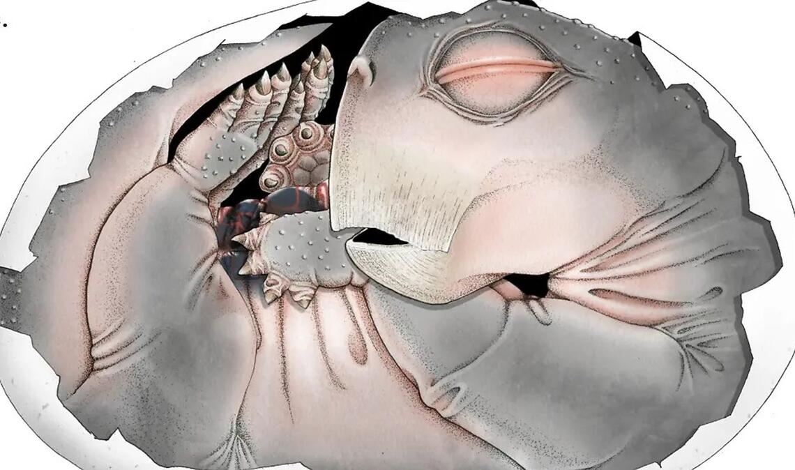 Eine digitale 3D-Rekonstruktion der segmentierten Knochen.