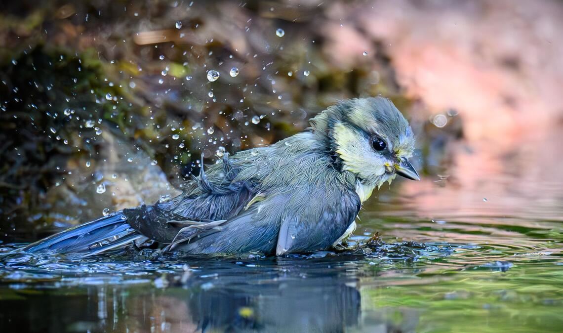 Eine junge Blaumeise badet in einer Wasserstelle im Wald in Sieversdorf.