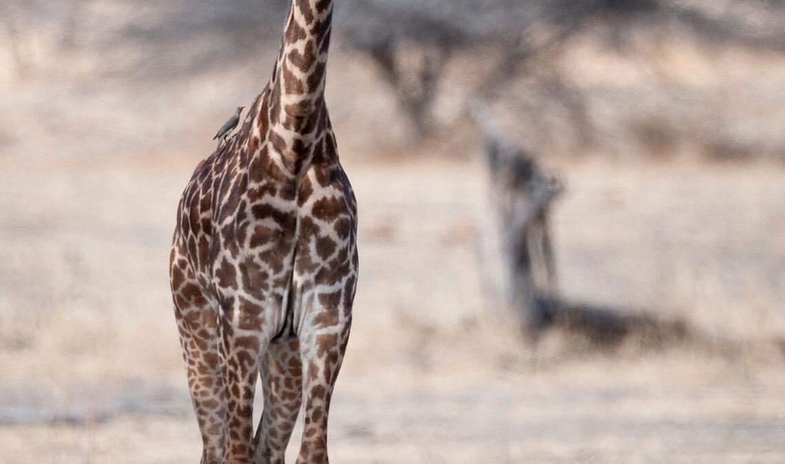 Eine junge Masai-Giraffe