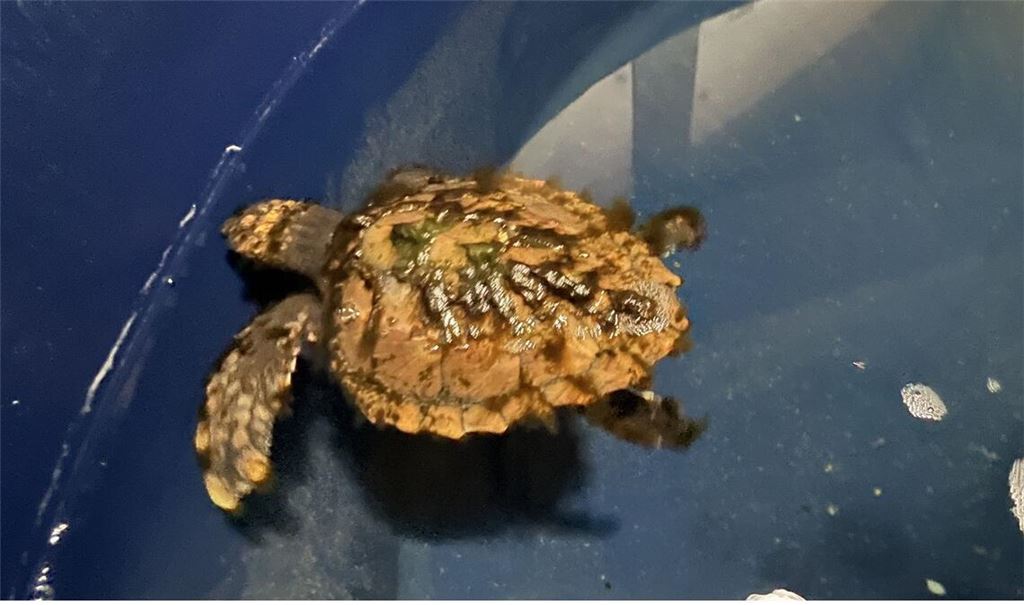 Eine junge Meeresschildkröte schwimmt in einem Becken im Sylt Aquarium. Das Tier wurde am Strand der Insel entdeckt.