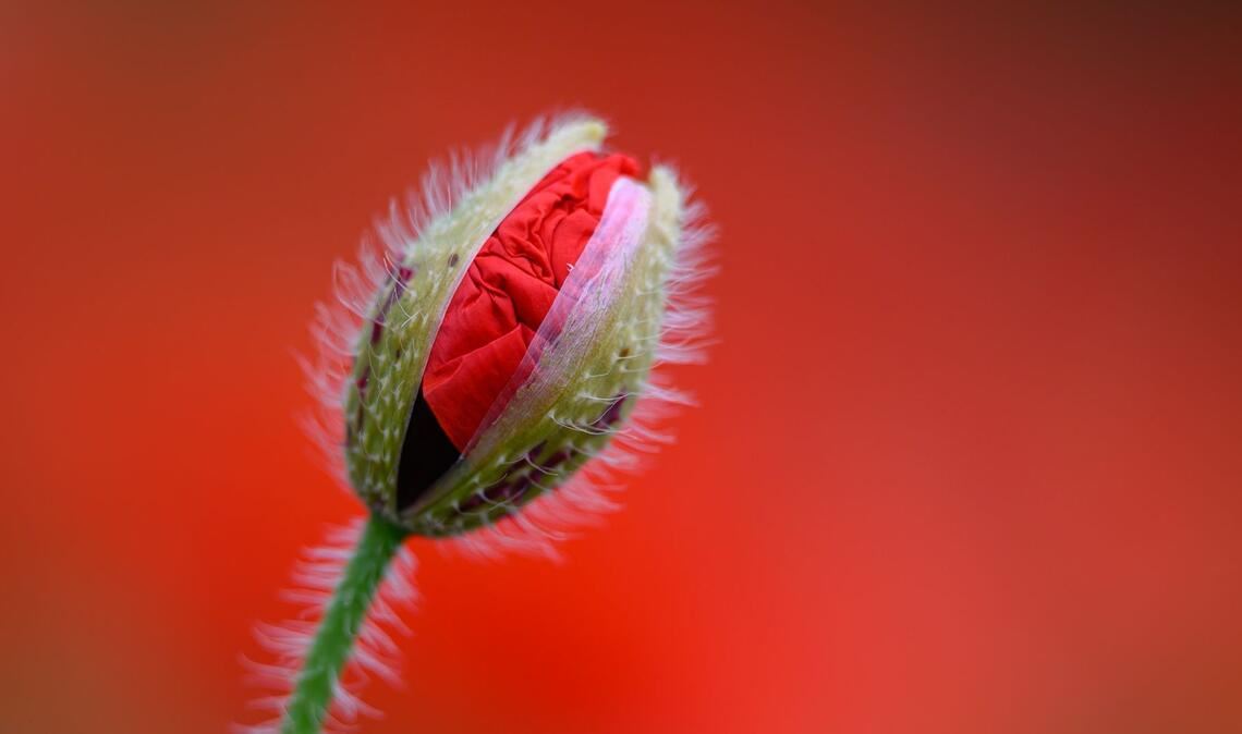 Eine leicht geöffnete Klatschmohn-Blüte ist vor dem leuchtenden Rot blühender Pflanzen zu sehen.