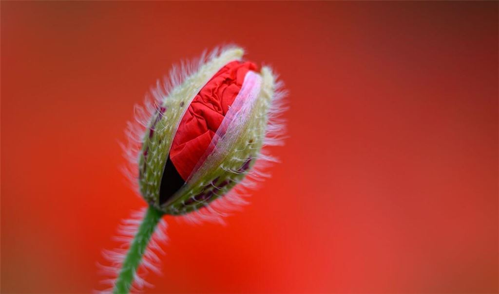 Eine leicht geöffnete Klatschmohn-Blüte ist vor dem leuchtenden Rot blühender Pflanzen zu sehen.