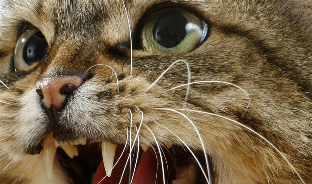 Eine mit einer fauchenden Katze  konfrontierte Frau hat in Bremen die Polizei eingeschaltet (Symbolfoto).