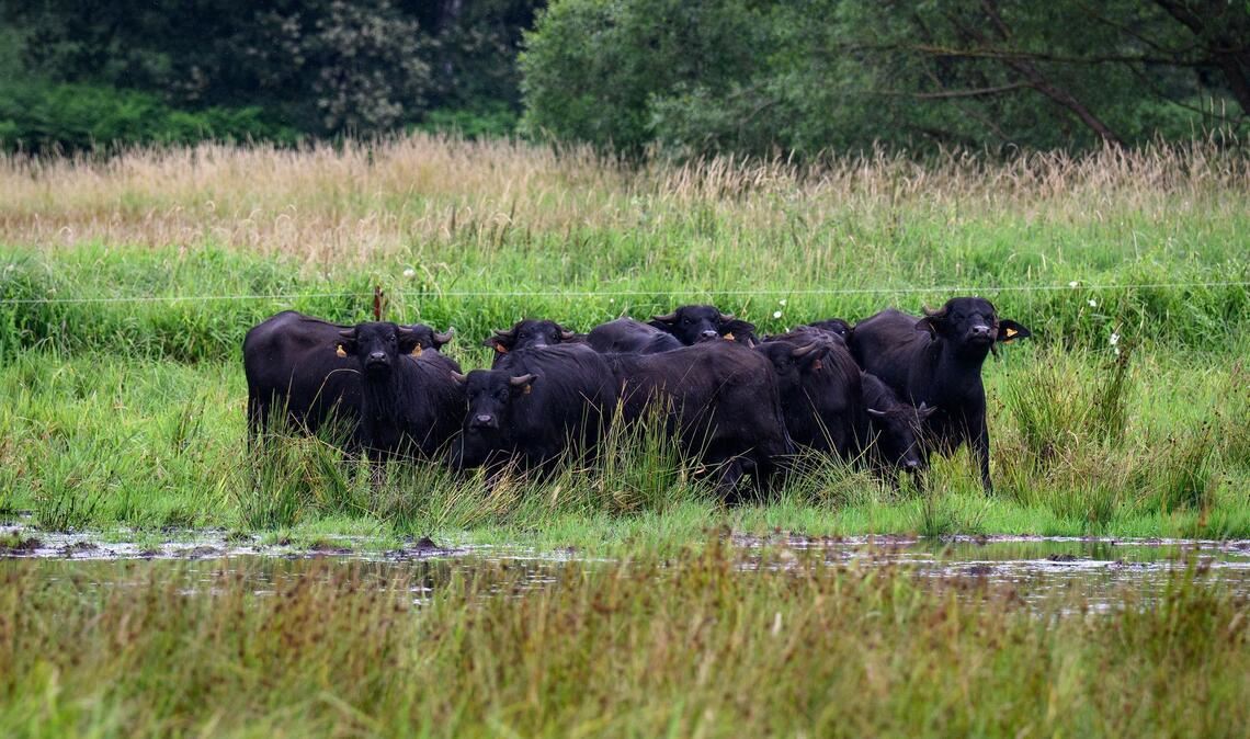 Eine mögliche Bewirtschaftung für nasse Flächen bieten Wasserbüffel, die mit dem feuchten Untergrund gut zurechtkommen. (Archivbild)