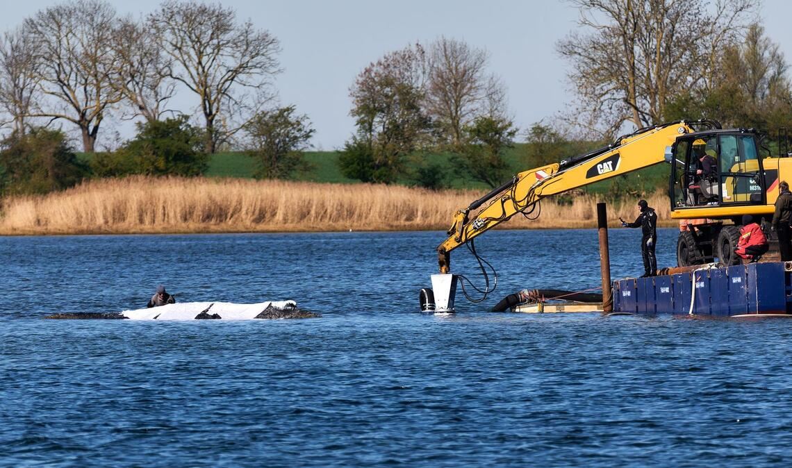 Eine private Initiative versucht seit Tagen, den Wal zu retten.