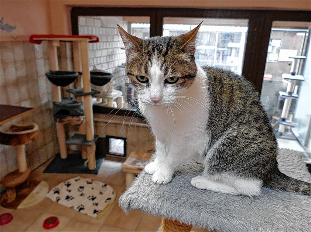 Senioren schnurren unter sich