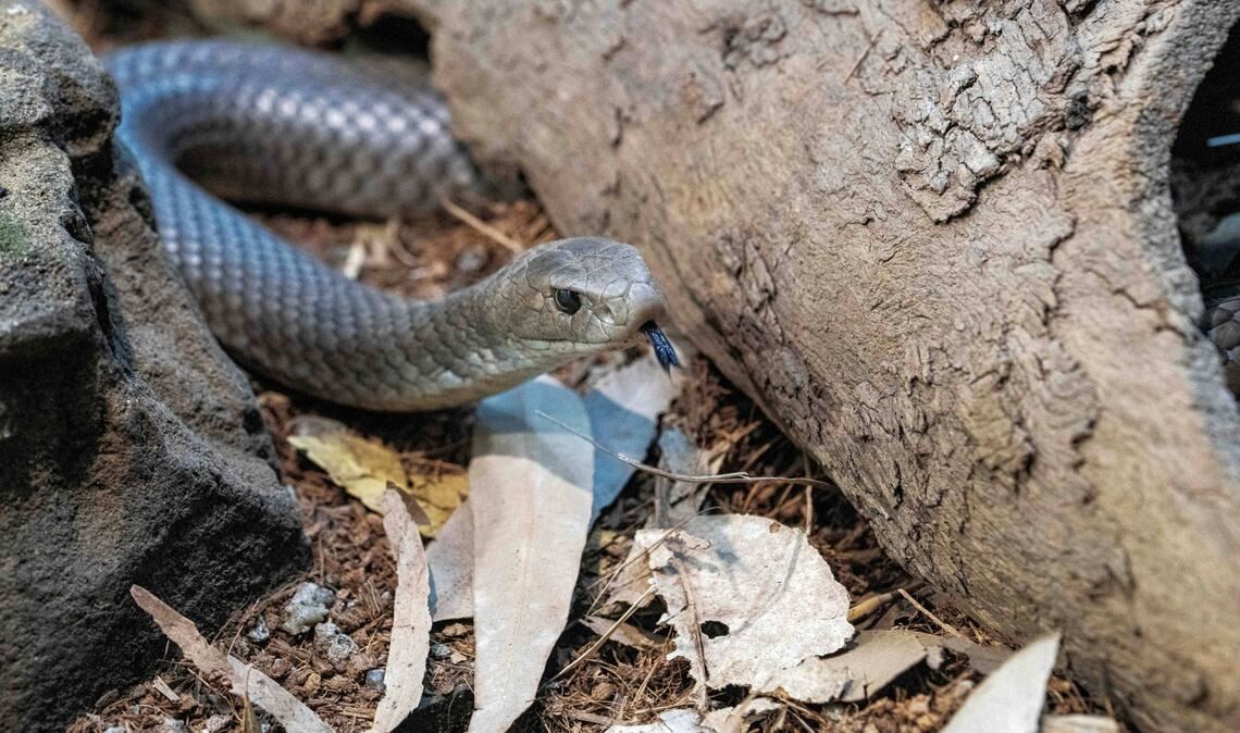 Eine solche Brown Snake hat einen Mann in Australien gebissen. Er verstarb kurz danach an den Folgen des  Schlangengift