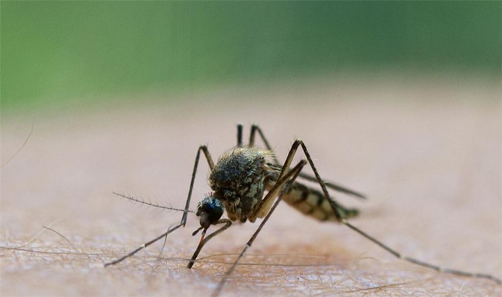 Eine solche Infektion kann durch Mücken übertragen werden. (Symbolbild)