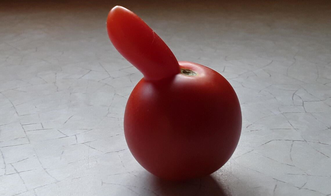Eine stolze Einhorn-Tomate hofft auf witzige Kollegen. Foto: Becker