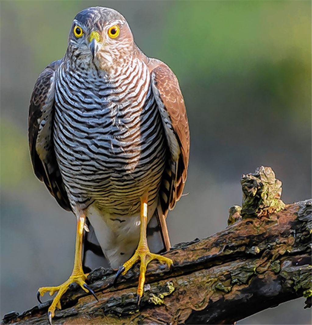 Toter Vogel beschäftigt Staatsanwalt