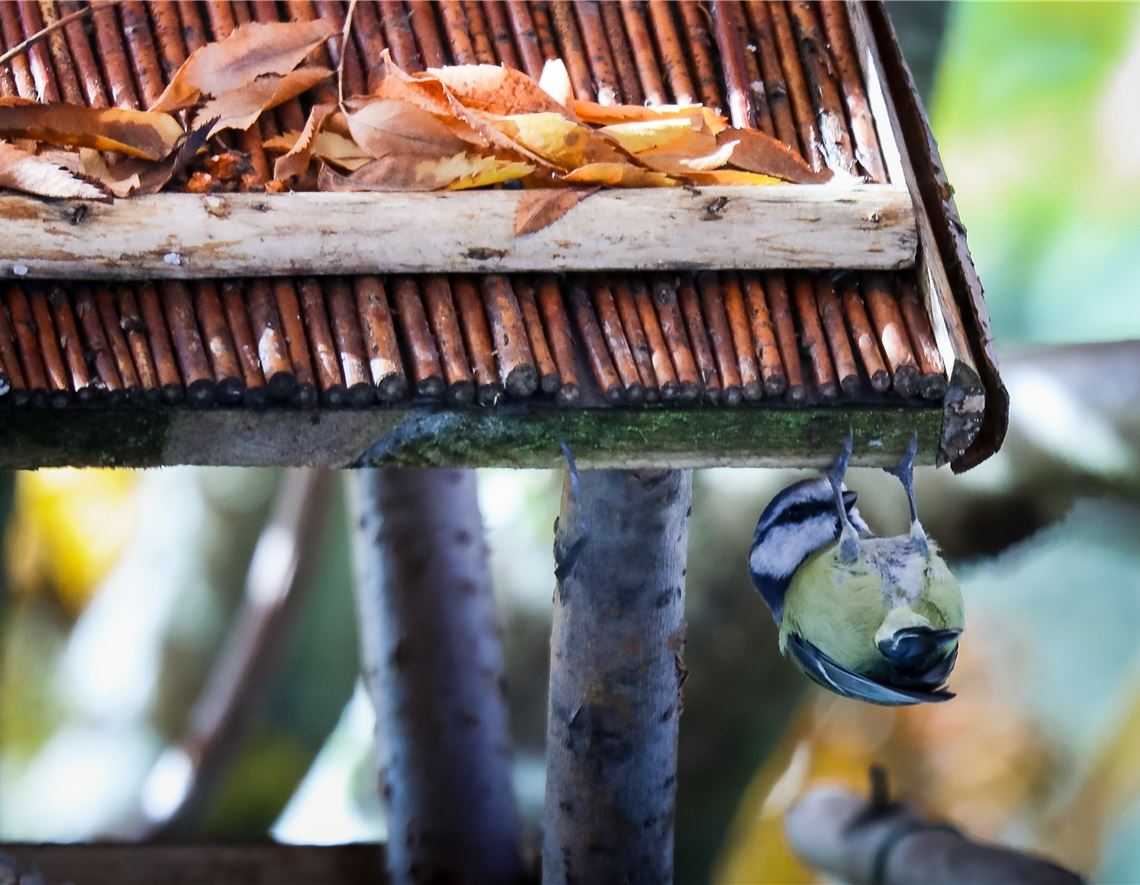 Eine turnende Meise, aufgenommen von Reinhold Hill, grüßt alle, die heute Geburtstag haben.