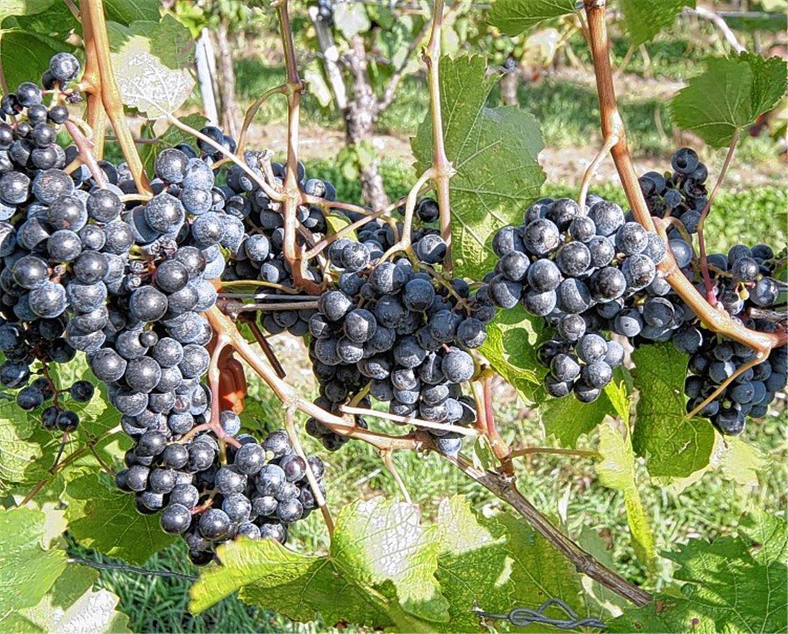 Sonnenbrand macht Trauben zu schaffen