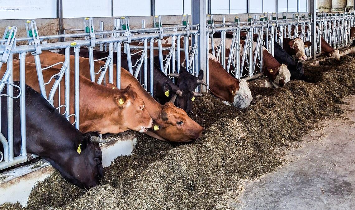 Einen „Tag des offenen Stalls“ können Familien am 6. September erleben. Foto: privat