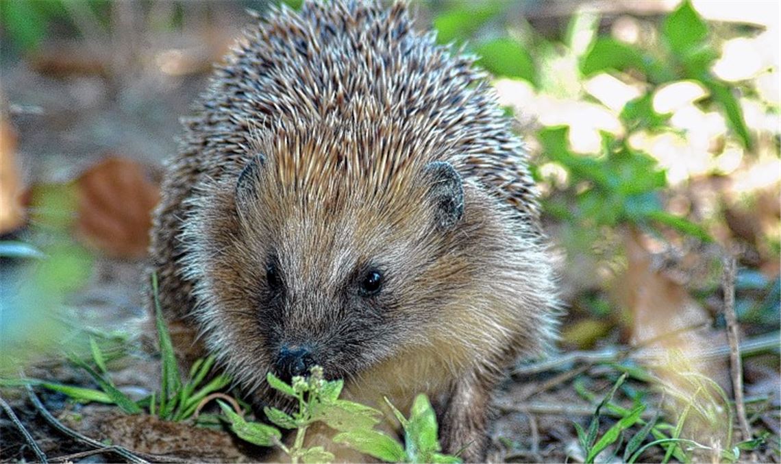 „Rettung“ kann dem Igel schaden „Rettung“ kann dem Igel schaden