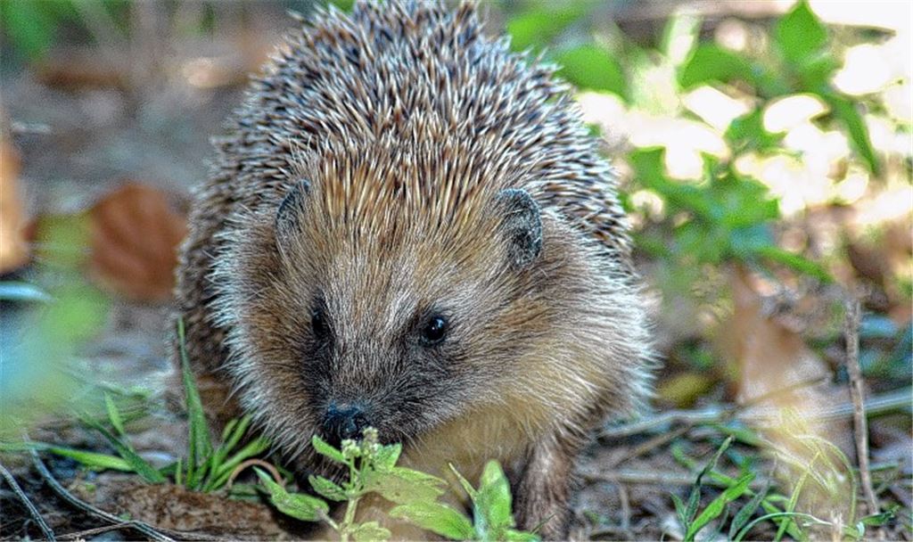 „Rettung“ kann dem Igel schaden