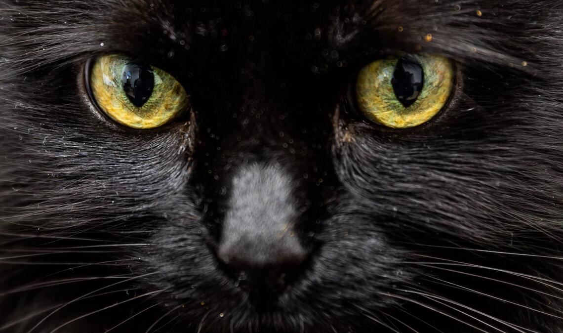 Einer Katze in Florida stand nach dem Verzehr von 26 Haargummis die Einschläferung bevor. (Symbolbild)