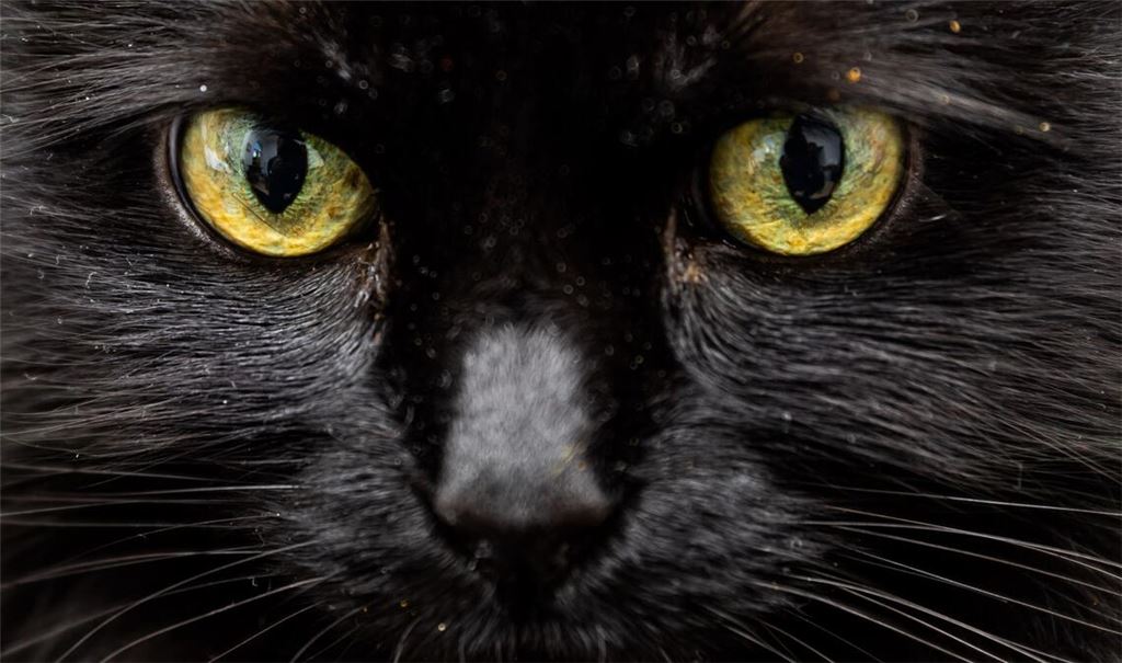 Einer Katze in Florida stand nach dem Verzehr von 26 Haargummis die Einschläferung bevor. (Symbolbild)