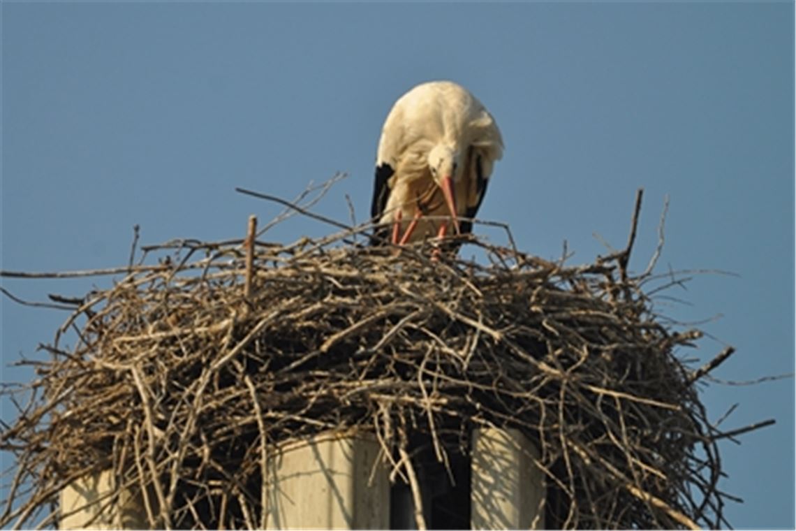 Bald ausgebrütet? Die Spannung steigt Einer der Dürrmenzer Störche bei der Körperpflege. Foto: Bosch