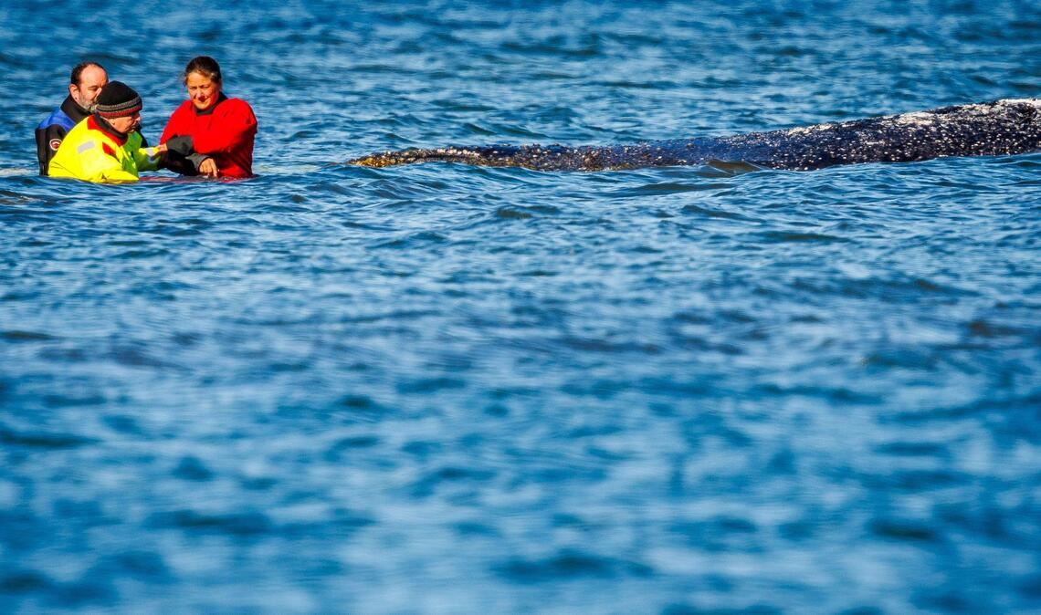 Einer von vielen Menschen direkt am Wal: Minister Backhaus fasst das geschwächte Tier an.