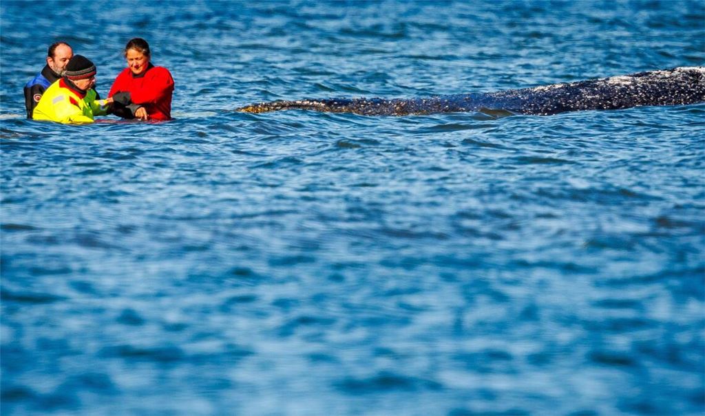 Einer von vielen Menschen direkt am Wal: Minister Backhaus fasst das geschwächte Tier an.