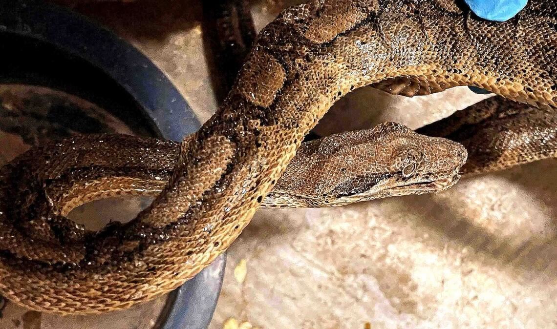 Eines der geretteten Tiere