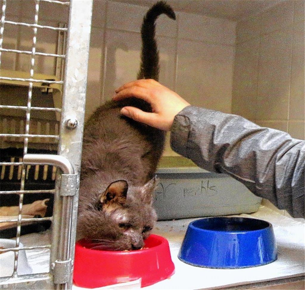 Zahl der geretteten Katzen steigt auf 108