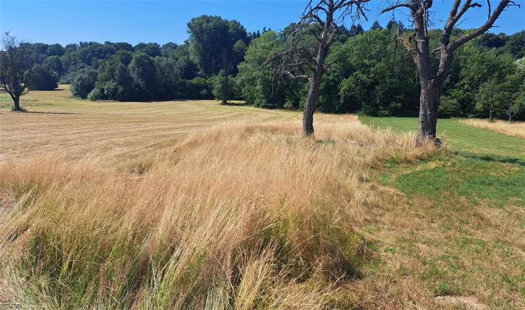 Einfach mal stehenlassen: Solche ungemähten Wiesenstücke sind laut dem Landratsamt ein wichtiger Baustein zum Erhalt der Artenvielfalt. Foto: Enzkreis/Derman