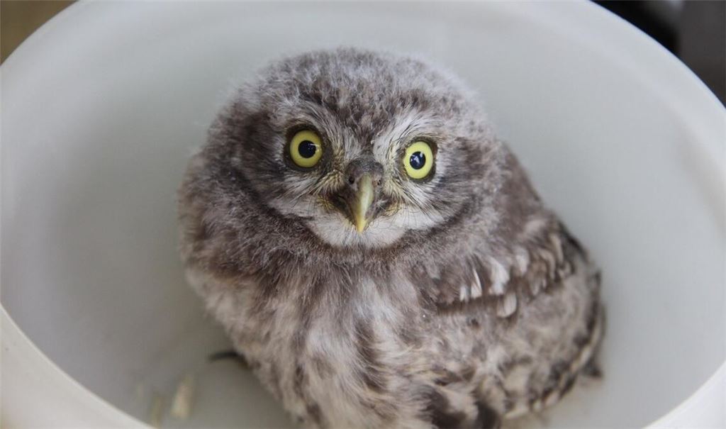 Einfach niedlich: Beim Beringen werden alle Küken gewogen. Die Daten gehen an die Vogelwarte Radolfzell. Foto: privat