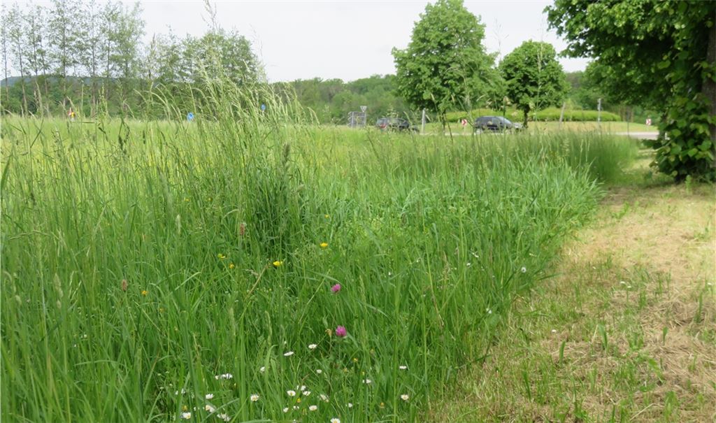 Einfach nur ein Straßenrand? Von wegen!, sagen Experten. In diesen Grünflächen schlummert Potenzial. Fotos: Becker