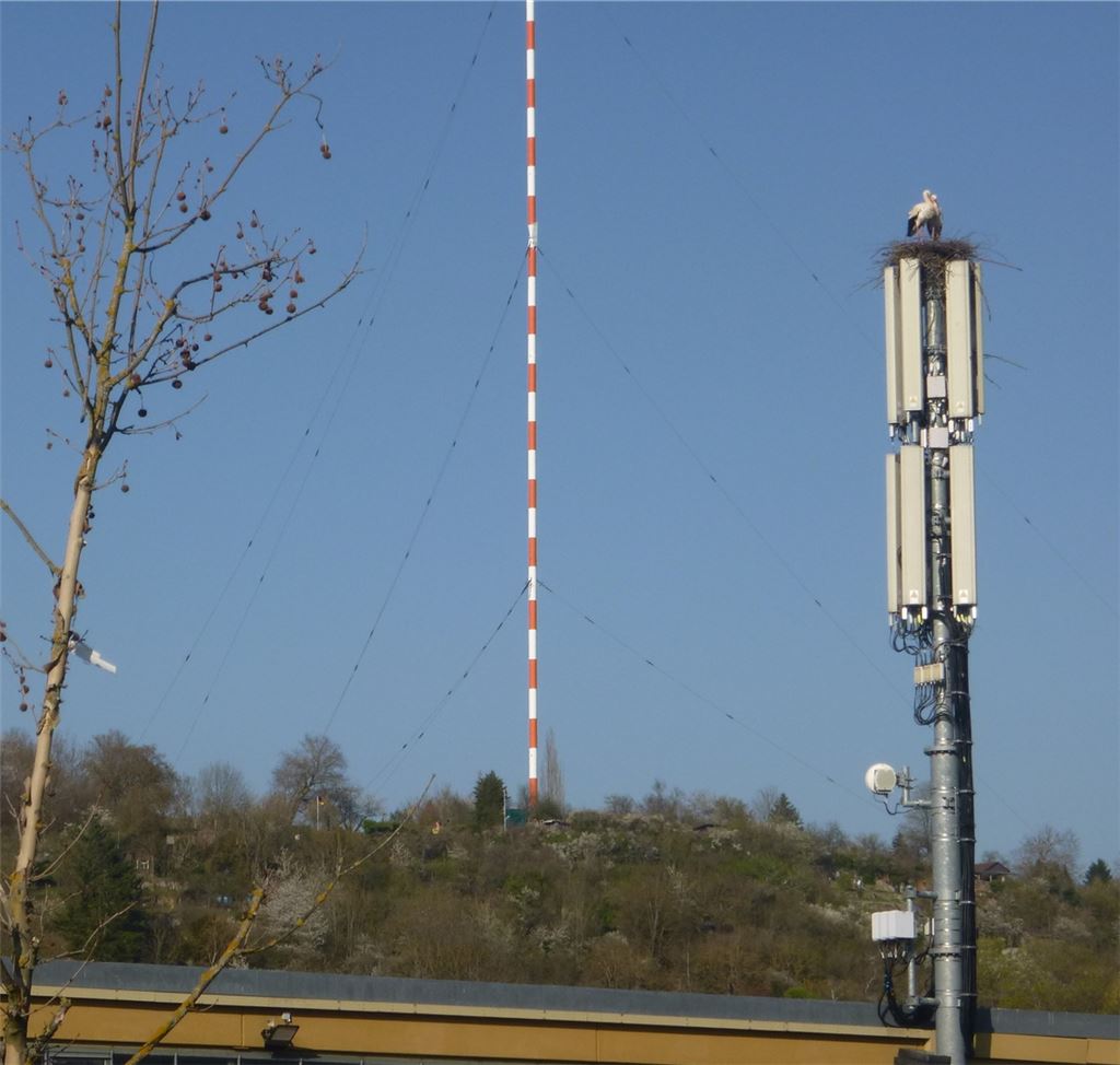 Eingenistet