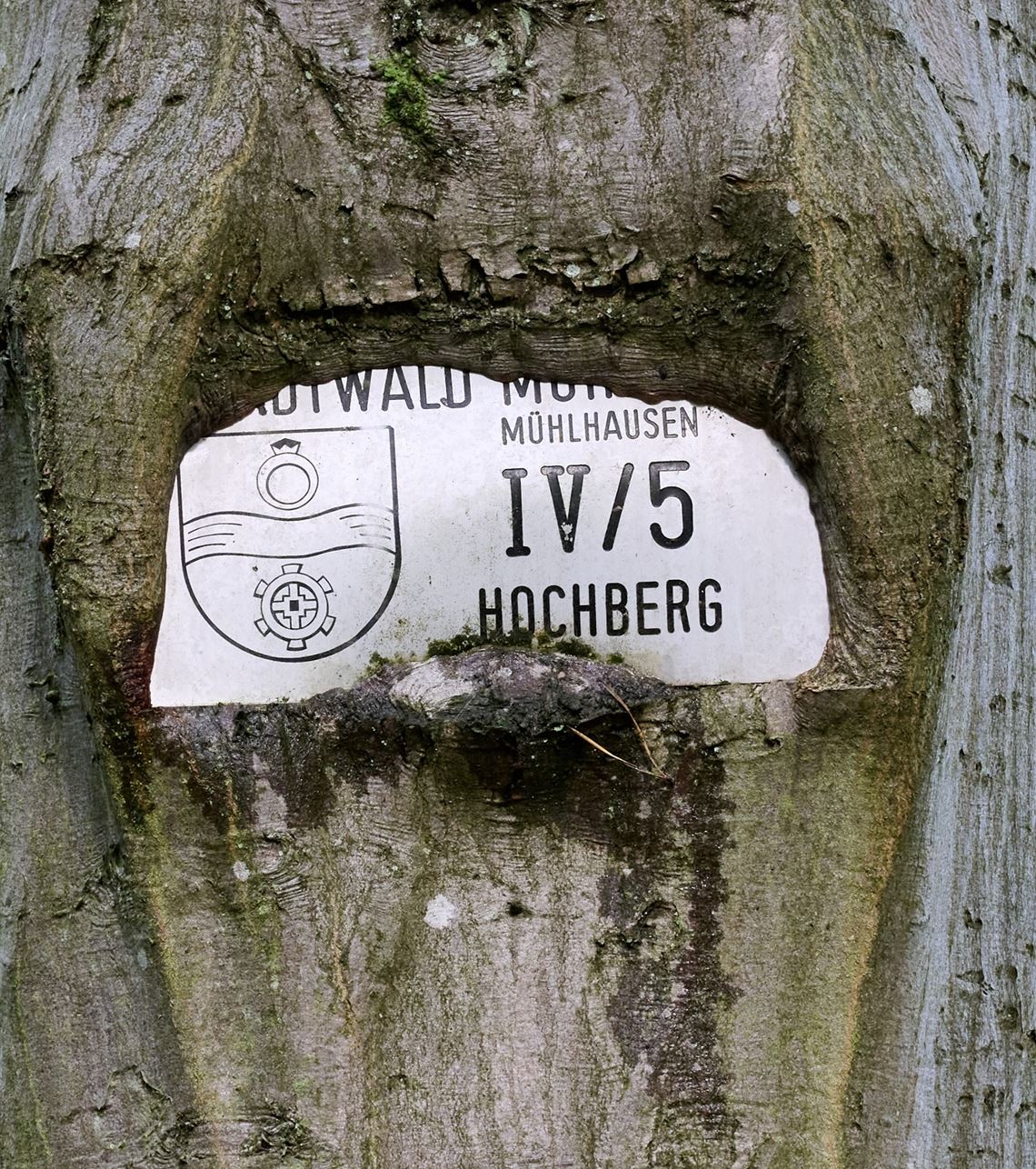 Eingewachsen. Leserfoto: Peter Marx