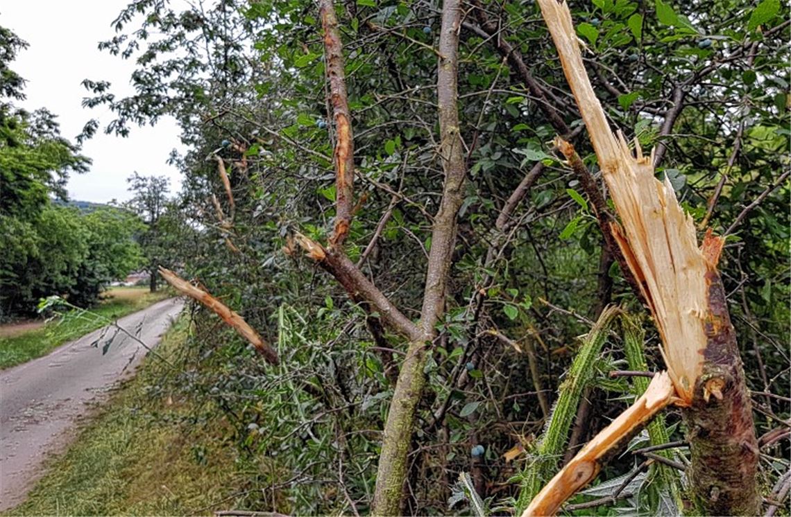 „Kahlschlag“ sorgt für Ärger