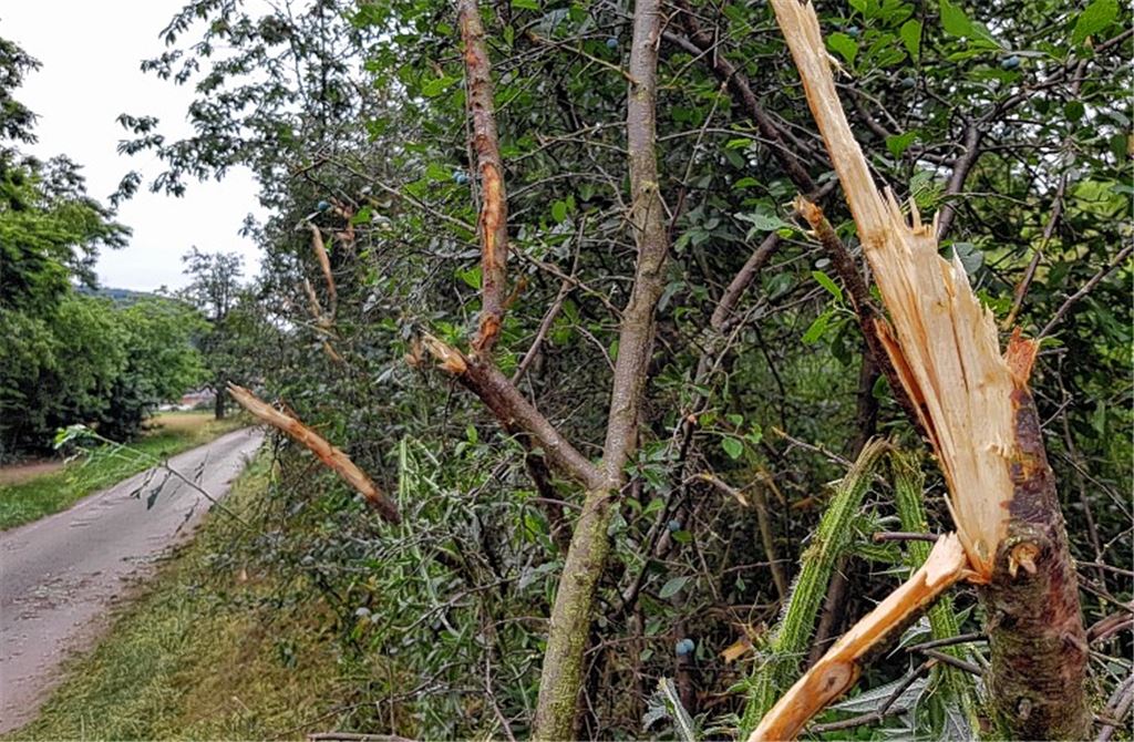 „Kahlschlag“ sorgt für Ärger