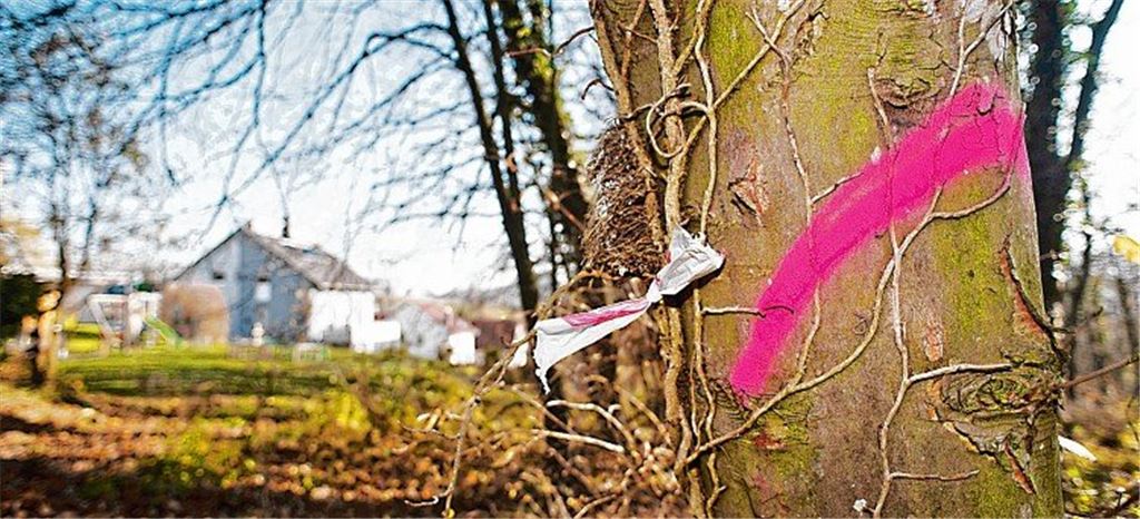 Erst sprechen, dann sägen