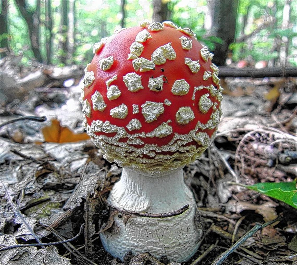 Einige Pilze kann der Mensch nur einmal essen. Sie sind hoch giftig. Dazu zählen der Fliegenpilz (li.), der Grüne Knollenblätterpilz (Mitte) und der Pantherpilz (re.). Fotos: Lechner